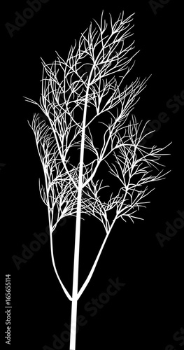 white illustration with isolated dill branch