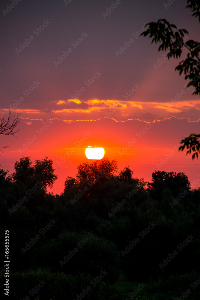 Bright solar disk over a trees at sunrise