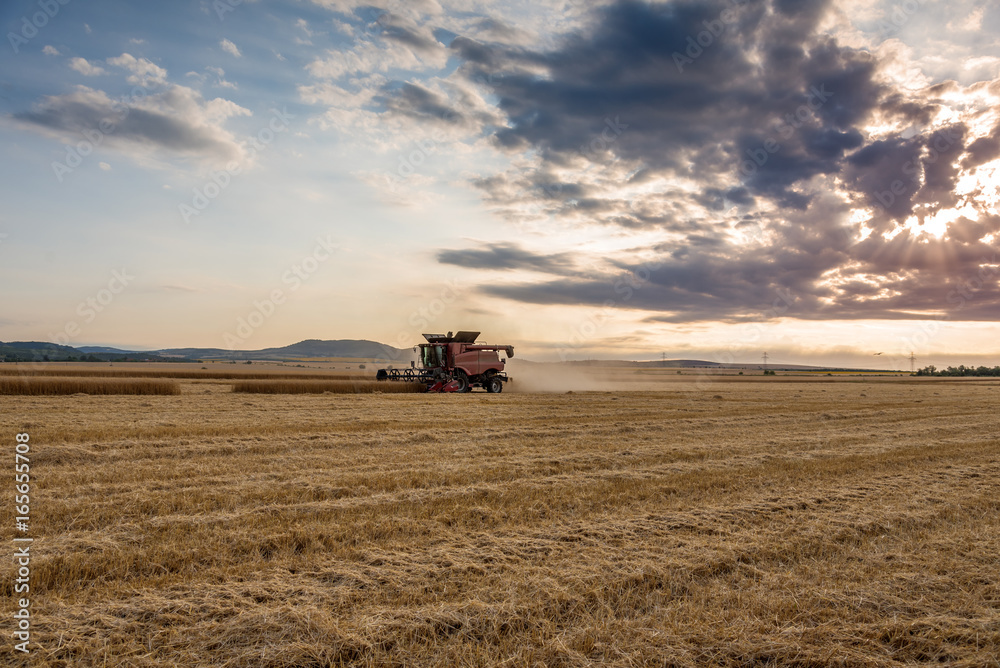 Combine harvesting the field of wheat on a sunset