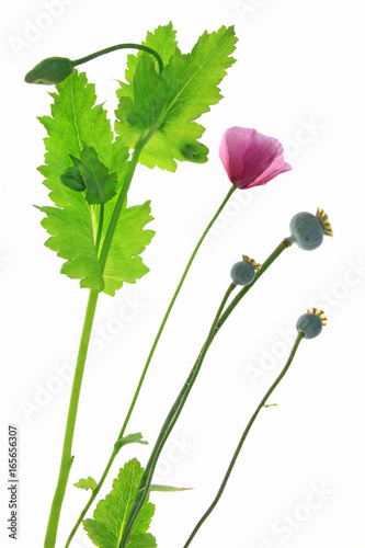 Fototapeta Naklejka Na Ścianę i Meble -  Blüte, Knospe und unreife Samenkapsel des Schlafmohn (Papaver somniferum) freigestellt vor weißem Hintergrund