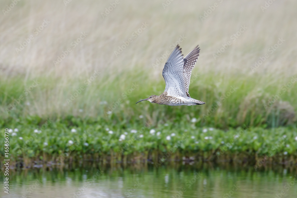 Eurasian Curlew wader (Numenius arquata) flying, in flight low over pond bog with cotton grass behind Eurasian Curlew wader (Numenius arquata) flying, in flight low over pond bog with cotton grass behind