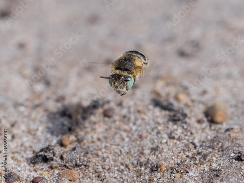 Little Flower Bee - Anthophora bimaculata flying low on sandy heathland