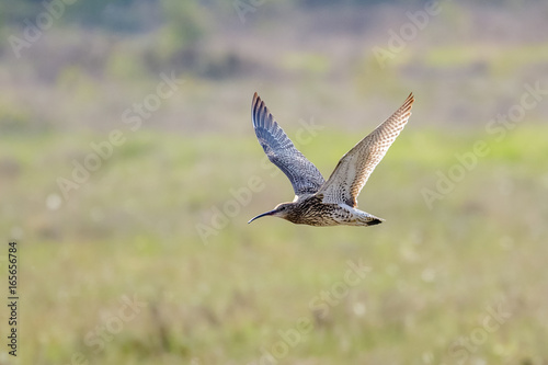 Eurasian Curlew (Numenius arquata) flying, in flight low across sunny heathland in sunshine © shaftinaction