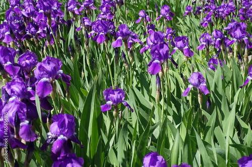 Plenty of bright violet flowers of irises