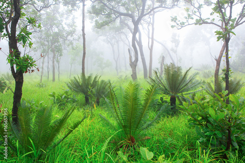 Cycad palm tree in the forest with the mist