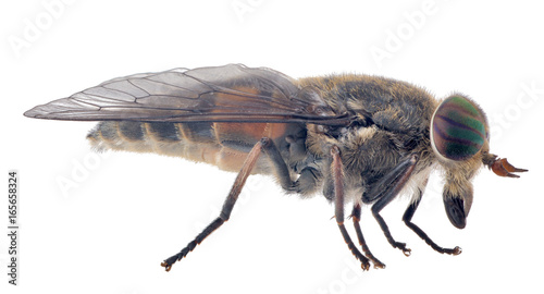 pale giant horse-fly isolated on white background