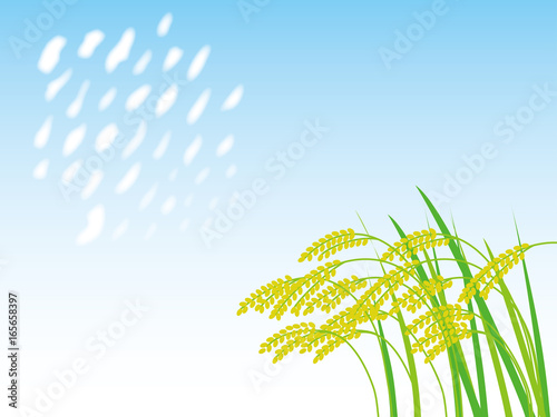 うろこ雲と稲穂