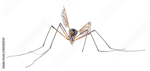 large mosquito isolated on white