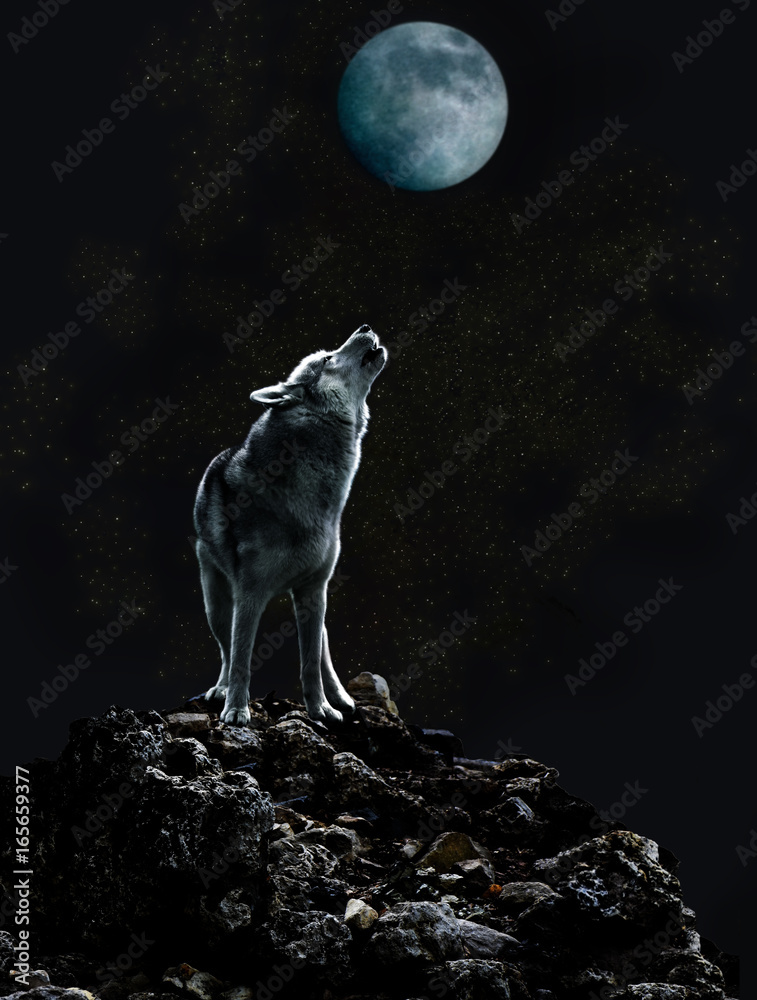 Obraz premium Samotny wilk śpiewa do księżyca swoją smutną piosenkę