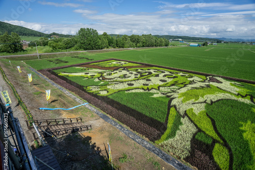 Beautiful Rice Field Art Landscape, Hokkaido