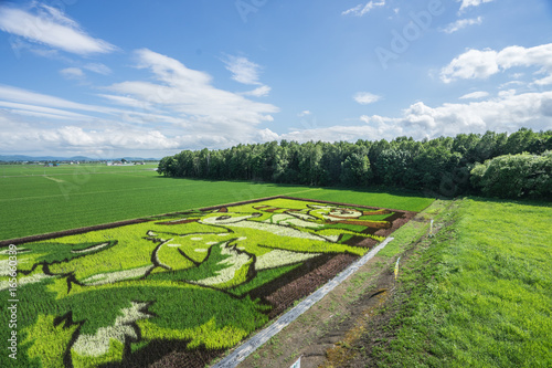 Beautiful Rice Field Art Landscape, Hokkaido