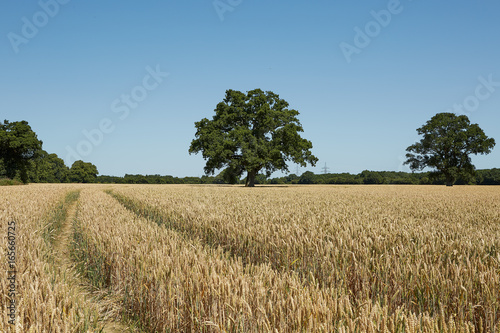 Field of barley with fresh wheel tracks photo