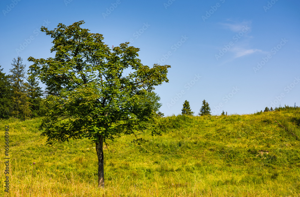 tree on a mountain grassy hill side