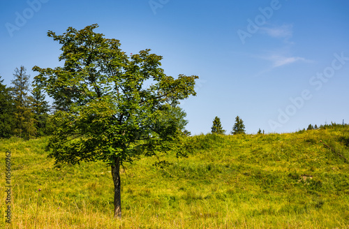 tree on a mountain grassy hill side