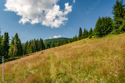 Conifer forest in classic Carpathian mountain Landscape