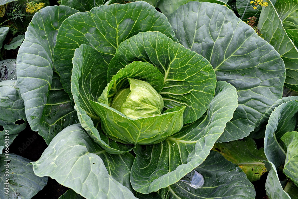 emerging young green cabbage head in garden emerging young green cabbage head in garden