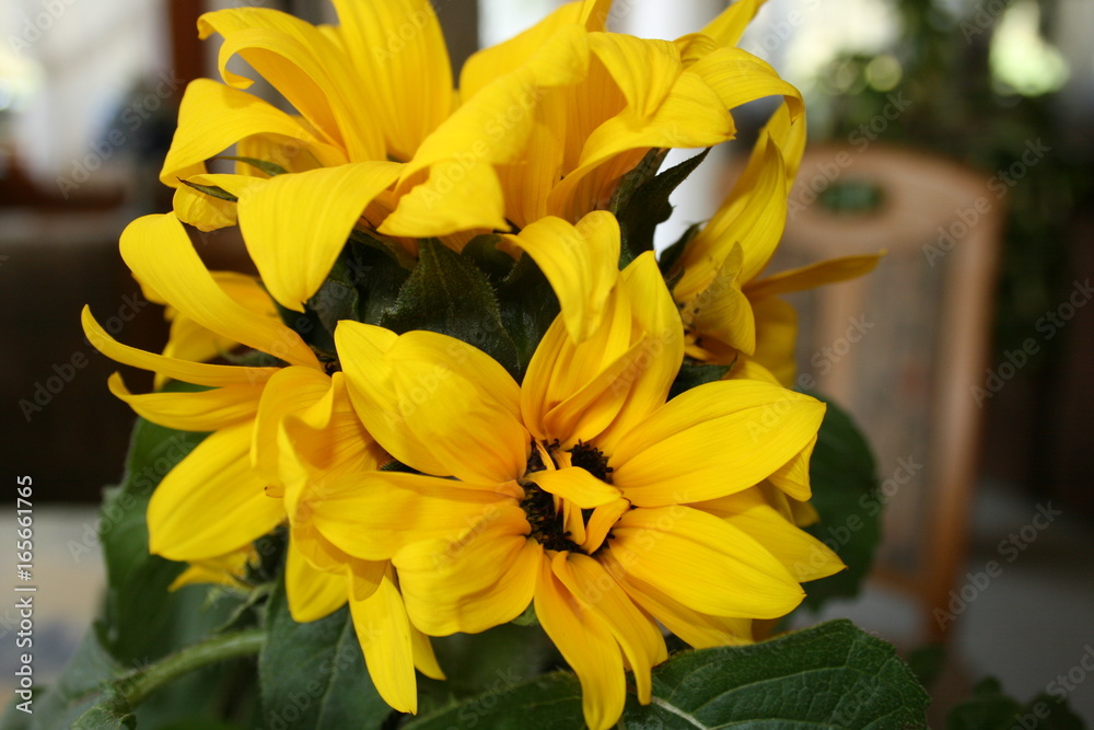 Blumen gelb Blumen gelb