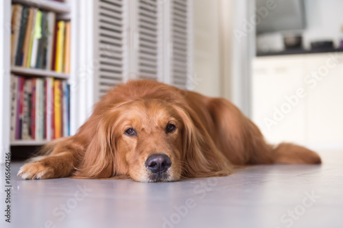 golden retriever to lie on the ground © chendongshan