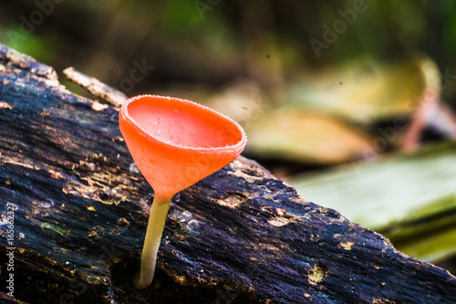 Fungus