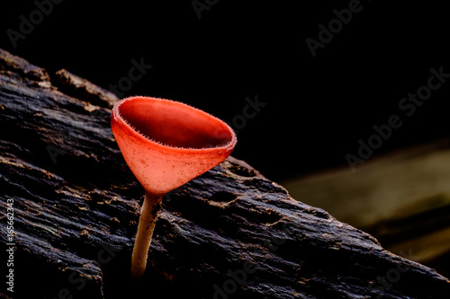 Glowing Fungus