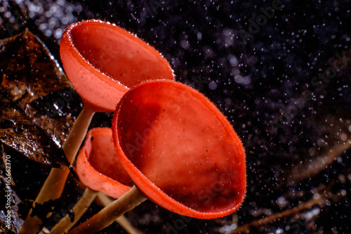 fungi and drizzle