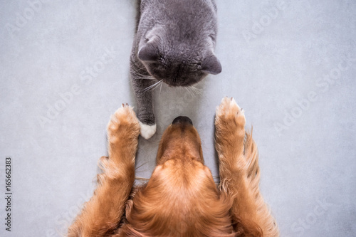 British shorthair cats and ...