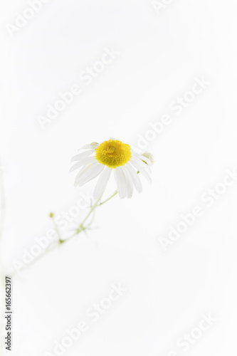 Wallpaper Mural Delicate chamomile flowers Torontodigital.ca