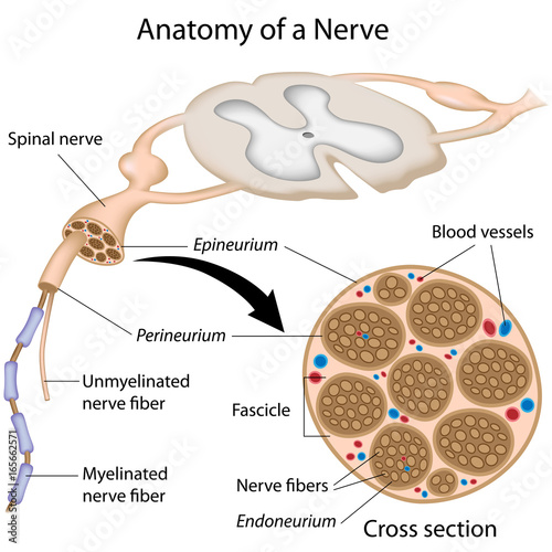 Anatomy of a nerve, labeled.  photo