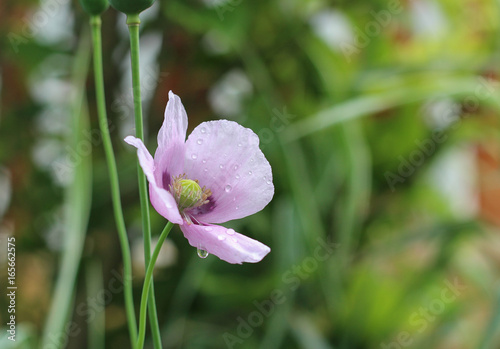 Fototapeta Naklejka Na Ścianę i Meble -  Poppy flower