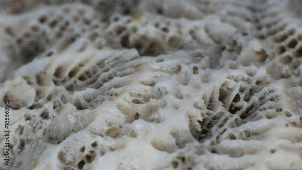 Close up of a coral with details
Close up of a coral with details