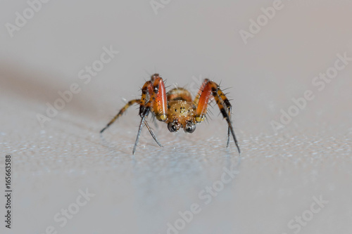 Little red spider on a white background