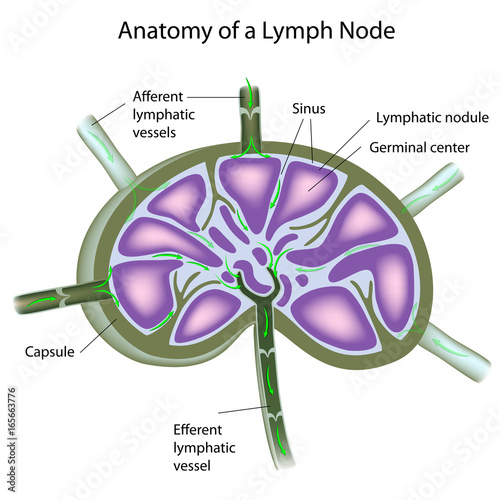 Structure of a lymph node photo