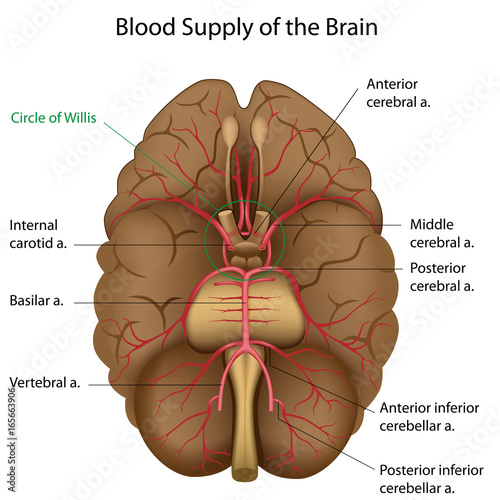 Canvas Print Blood supply of the brain