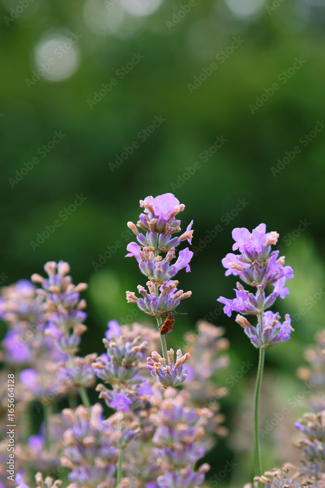 Blooming lavender in the afternoon. Flowers for phytotherapy Blooming lavender in the afternoon. Flowers for phytotherapy