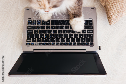 Fluffy cat lays paws down laptop in front of it. Charming family pets study new technology of its owners, view from above