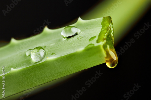 Aloe juice drop close up.Macro photography.Closeup.Green colour