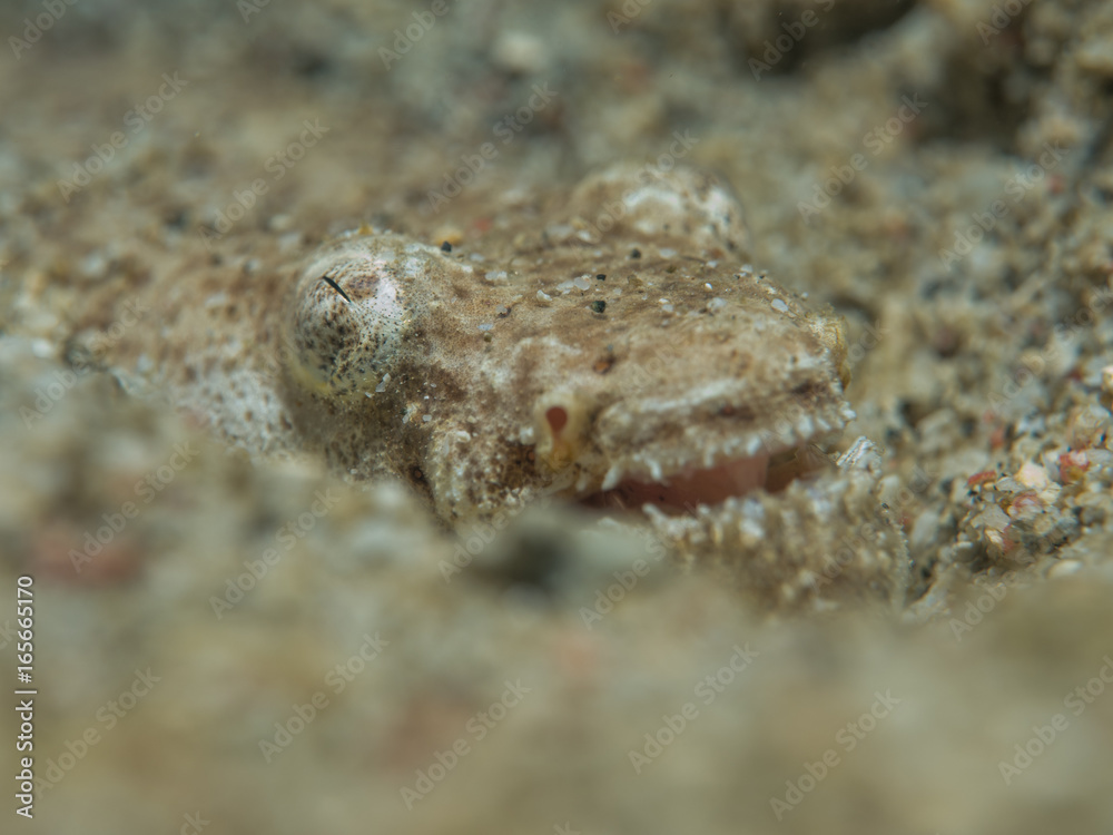 fish under sand at underwater fish under sand at underwater