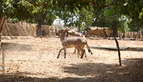Fototapeta Naklejka Na Ścianę i Meble -  African village - donkey fight in a sunny compound