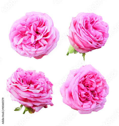 Set of lush pink roses isolated on white background with clipping path.