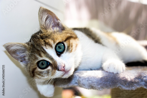 Chaton d'amour
