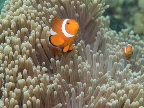 Anemone fish at under the sea