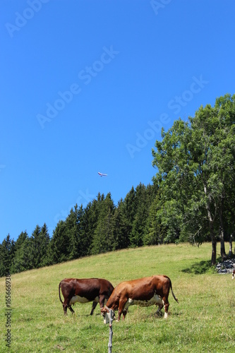 Les vaches dans leur pré en altitude