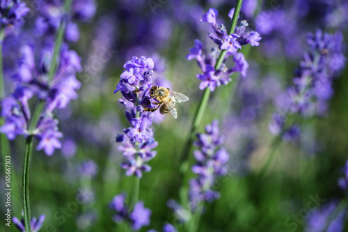 Bee sitting on a lavender flower © Osetrik