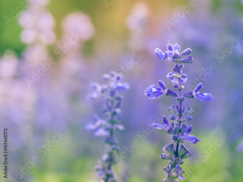 Blue salvia flower.