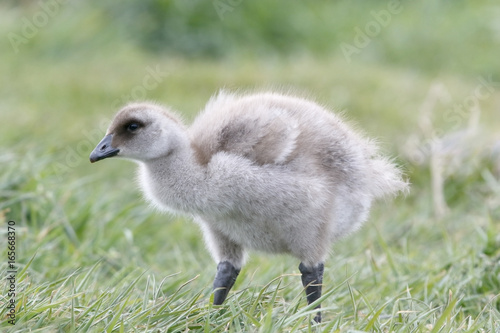 Upland Goose (Chloephaga picta) gosling walking in short vegetation, Darwin, Falkland Island, November 2016
