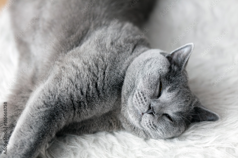 Young cute cat sleeping on cosy white fur. The British Shorthair Stock ...