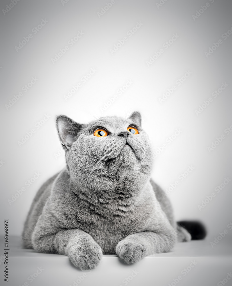 Fototapeta British Shorthair cat isolated on white. Looking above