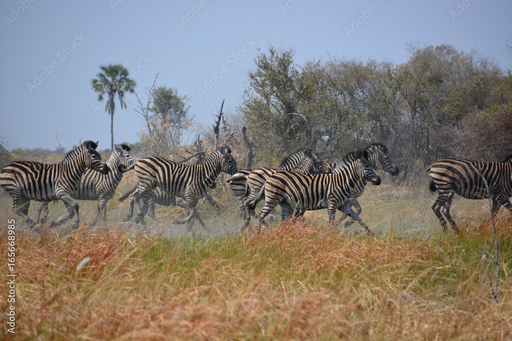 Fototapeta premium Running Zebras in Moremi Game Reserve, Okavango Delta, Botswana, Africa