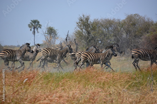 Running Zebras in Moremi Game Reserve  Okavango Delta  Botswana  Africa