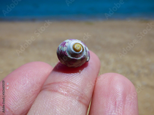 Hand holding a tiny perfect shell at the beach